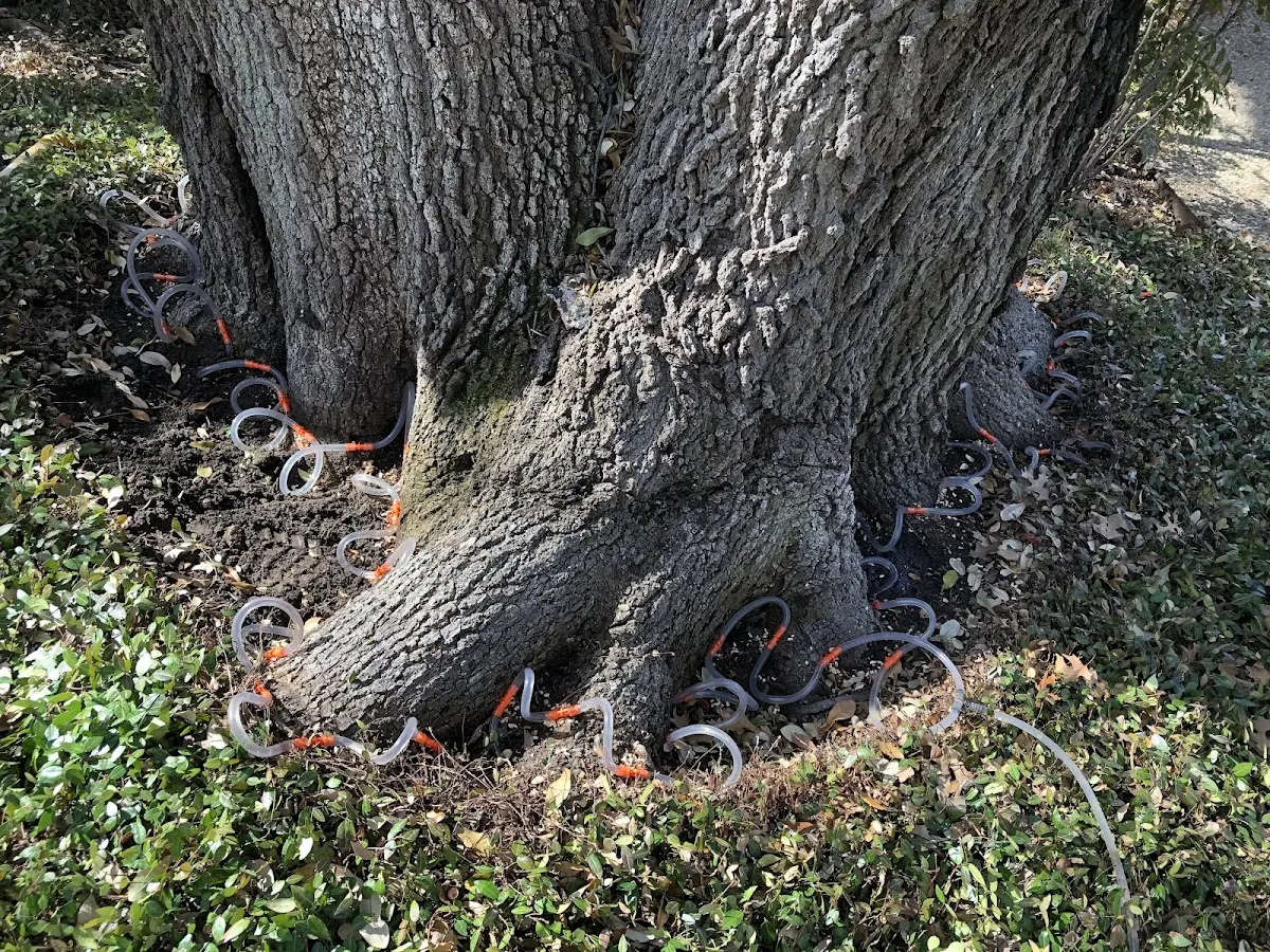 Detailed Shrub and Hedge Trimming job site in Caddo